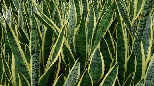 Rooted Sansevieria Snake Plant - Mother-in-Law's Tongue - Air Purifying, Dracaena trifasciata