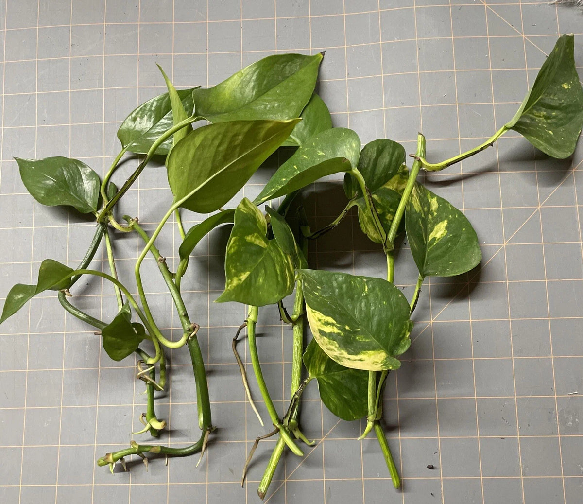 Golden Pothos Rooted Cuttings 5 Pack, Epipremnum aureum, Easy Care Indoor Houseplants, Trailing Vines, Air-Purifying