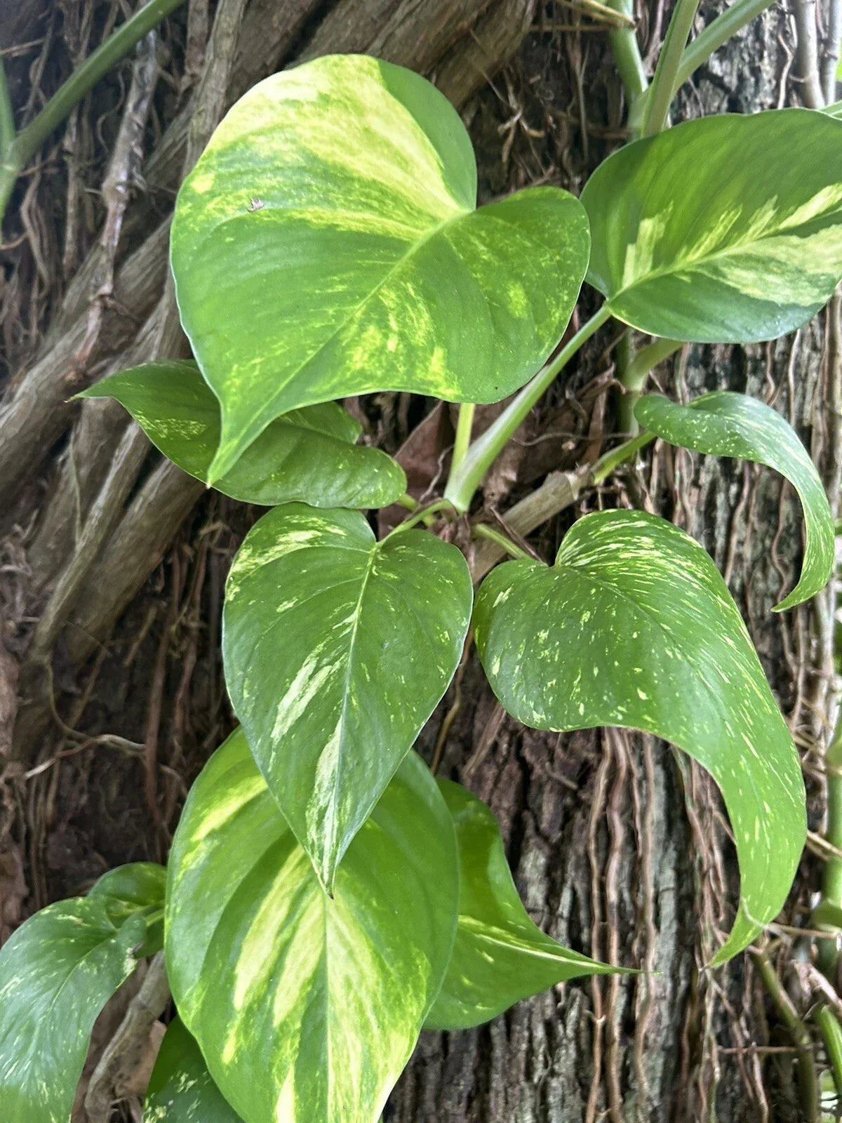 Large Bare Root Climbing Pothos Plant Cuttings – Epipremnum aureum, Multiple Green Leaves, Indoor Trailing or Climbing