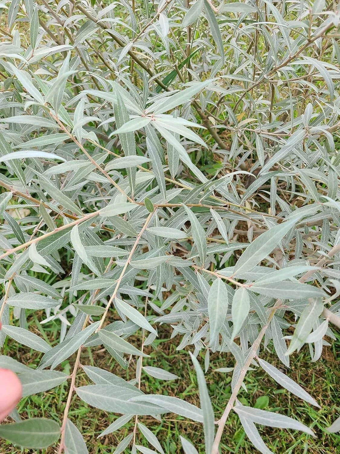 Edelweiss Willow Tree Cutting - Fast Growing Hedge & Shade Tree - Salix Edelweiss