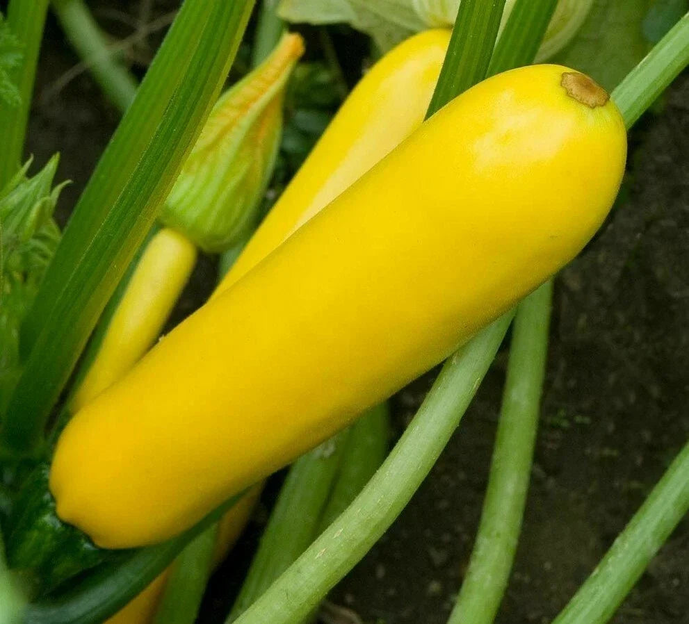 Golden Zucchini Seeds 30+ Pack, Organic Summer Squash, Cucurbita pepo, Bright Yellow, Easy to Grow, High Yield, Garden Vegetables