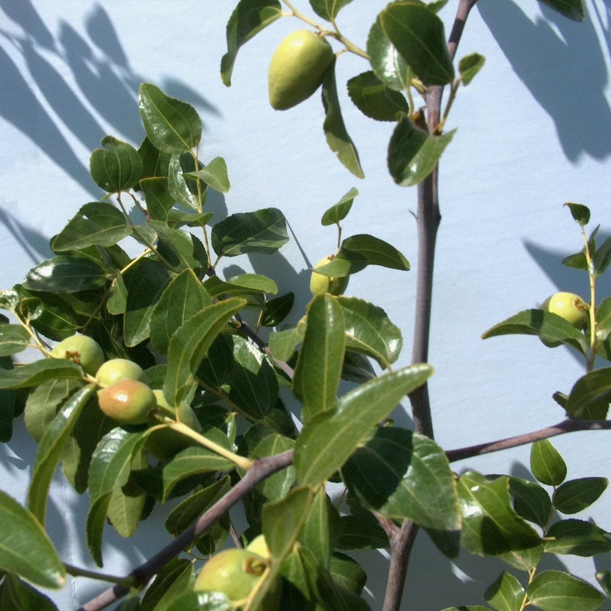 Tigertooth Jujube Tree Cutting - 8-Inch Graft Scion Wood - Ziziphus jujuba 'Tigertooth' for Propagation