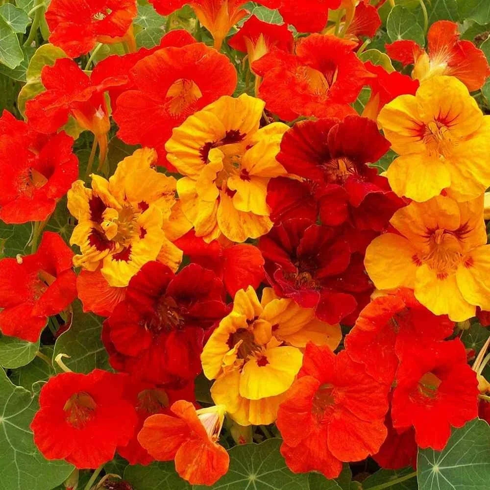 Nasturtium Seeds 40 Pack Jewel Mix Tropaeolum Majus Showy Annual Flower for Garden, Container & Pollinator Attraction