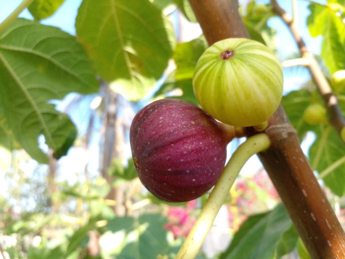 Martinenca Rimada Fig Tree Cuttings - Purple Striped Variegated Figs - Ficus carica 'Martinenca Rimada'