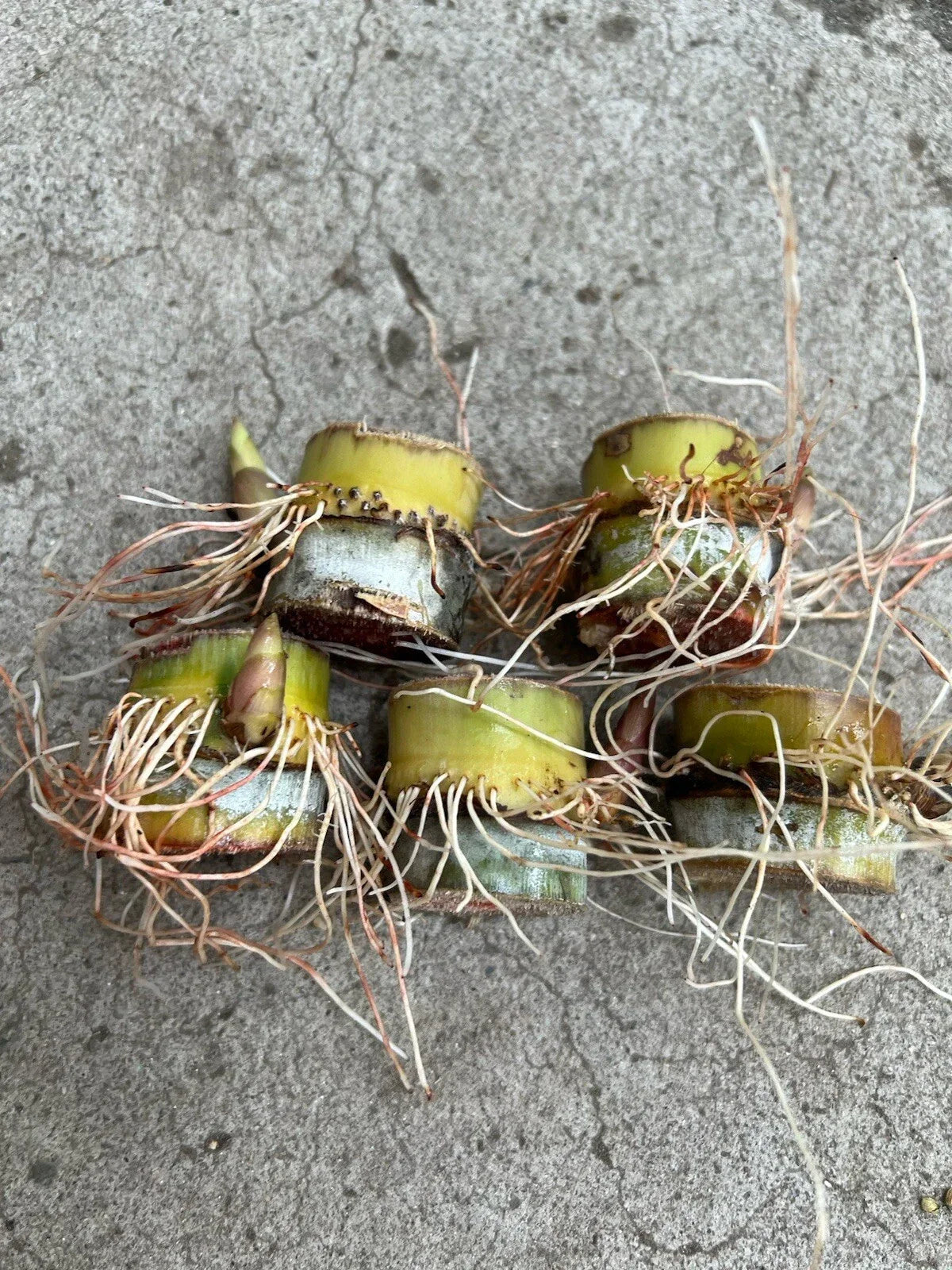 Rooted Sugarcane Cuttings 5pcs Saccharum officinarum Sweet Juicy Plant for Gardening