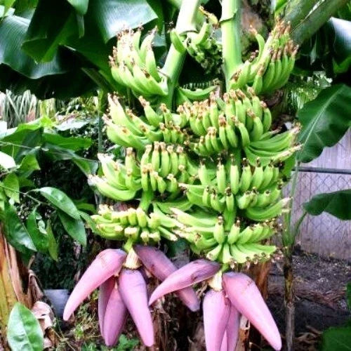 Double Mahoi Banana Tree Starter Plant - Musa acuminata - Tropical Indoor/Outdoor Cloning Plant