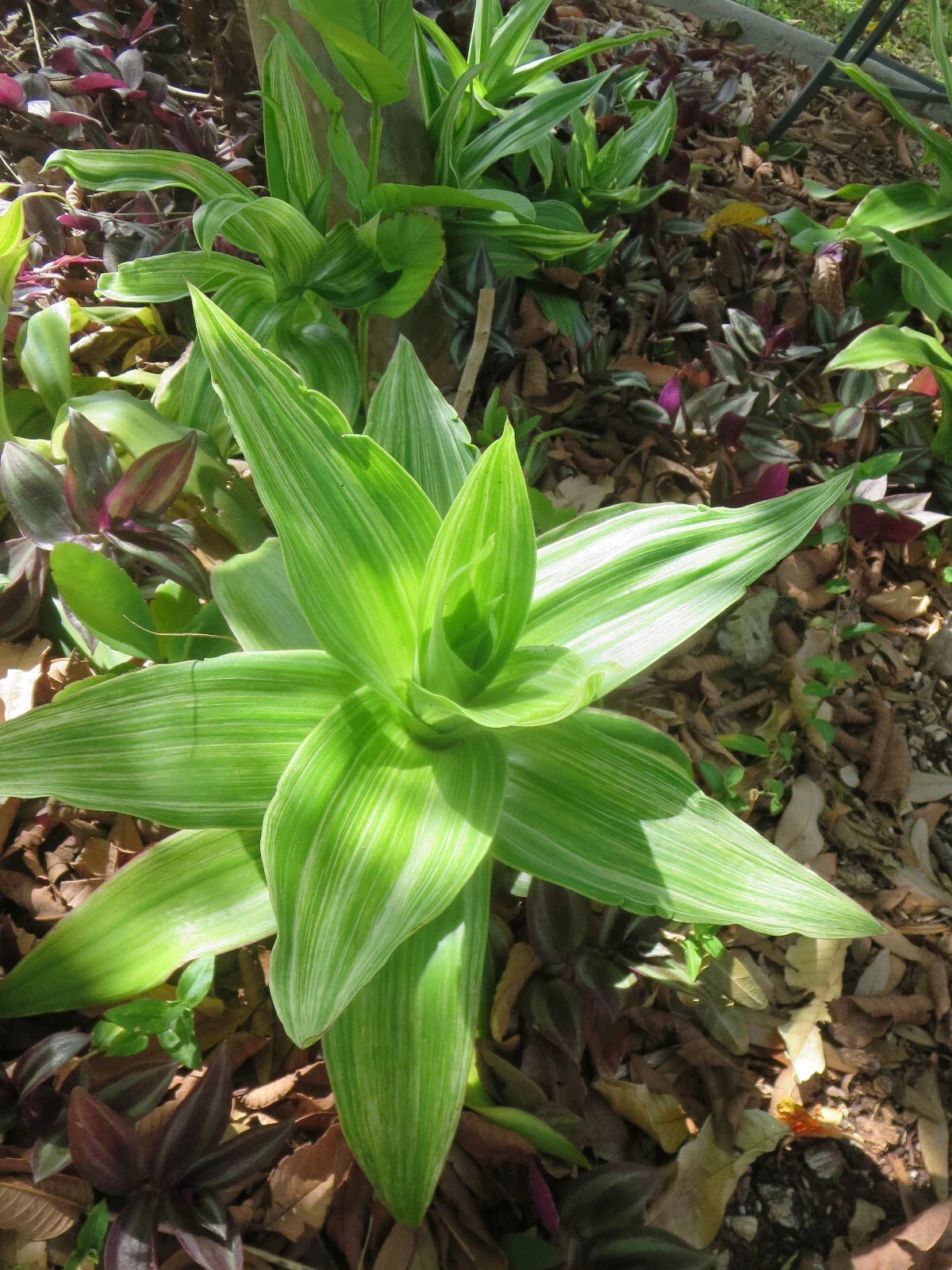 Variegated Callisia Fragrans Basket Plant with 2 Pups - Indoor Houseplant for Home Decor, Air Purifying, Trailing Perennial