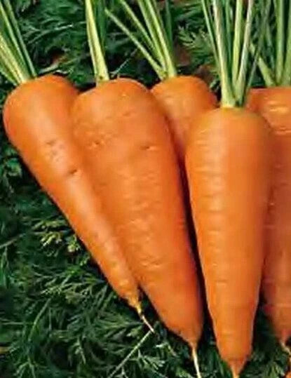 Chantenay Red Cored Carrot Seeds - Heirloom Organic Daucus carota, 1000+ Vegetable Garden Seeds for Cooking & Juicing