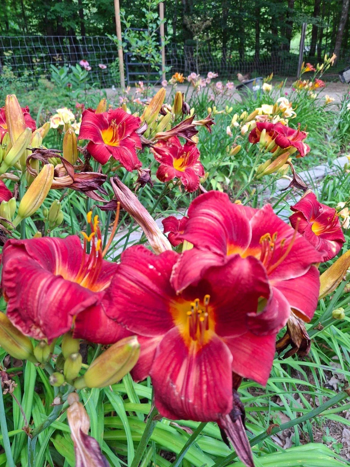 Daylily Bareroot Plant 1 Mature Fan 'Rufus' Hemerocallis - Vibrant Perennial Flower