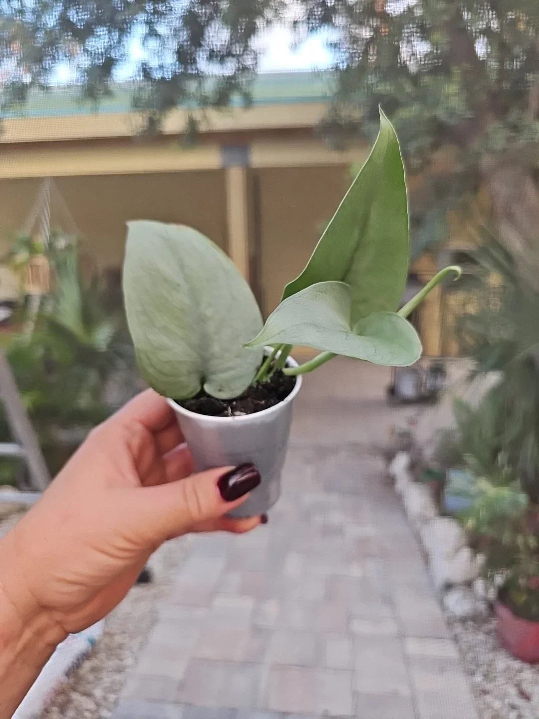 Scindapsus Pictus Platinum Java Silver Hero Live Plant - Rooted 2.5" Pot Indoor Houseplant, Variegated Green Silver Foliage