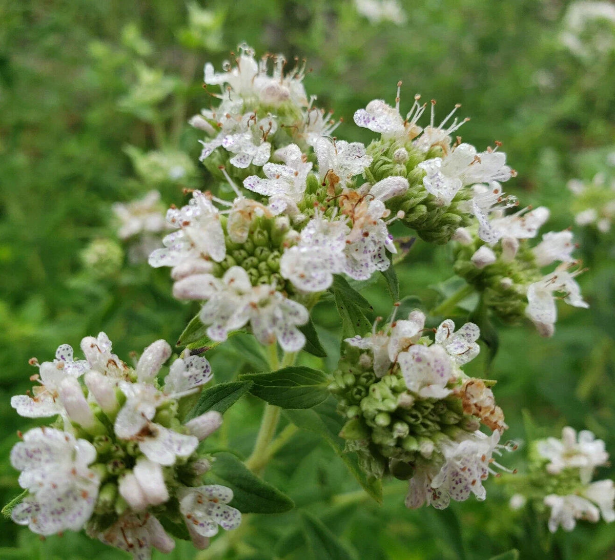 Mountain Mint Seeds 25 Pack | Pycnanthemum verticillatum | Perennial Herb for Tea & Pollinators