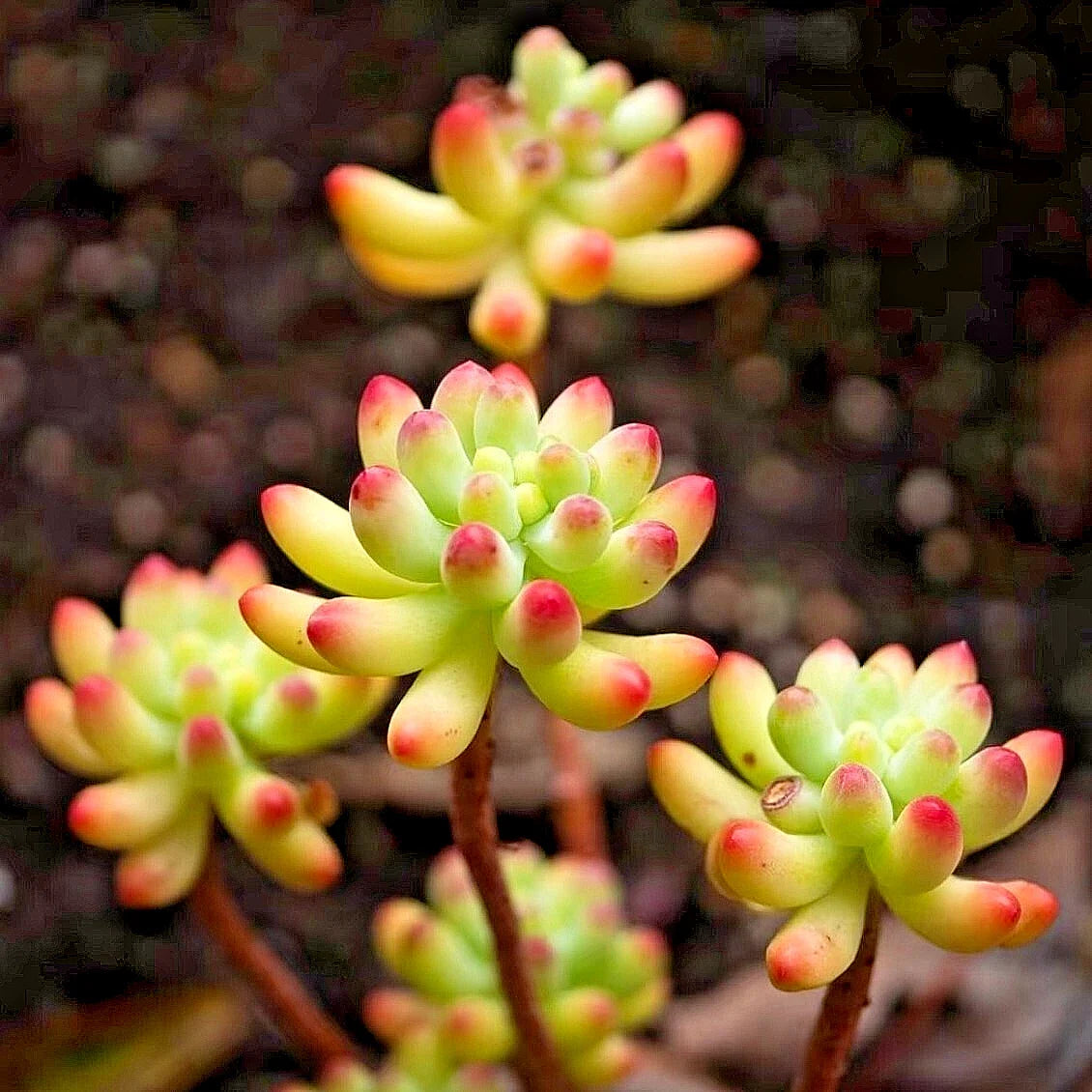 Sedum Pachyphyllum Succulent Plant – 1.5-2 Inches, Fully Rooted, Rare Live Plant, Jelly Bean Succulent, Indoor & Outdoor Care