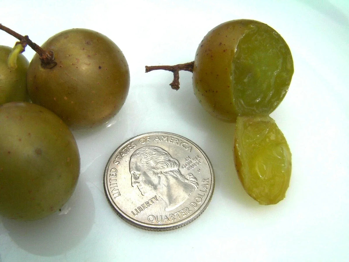 Organic Carlos Muscadine Grape Seeds - 15 Large Bronze Vitis rotundifolia for Fresh Eating, Jam, Wine