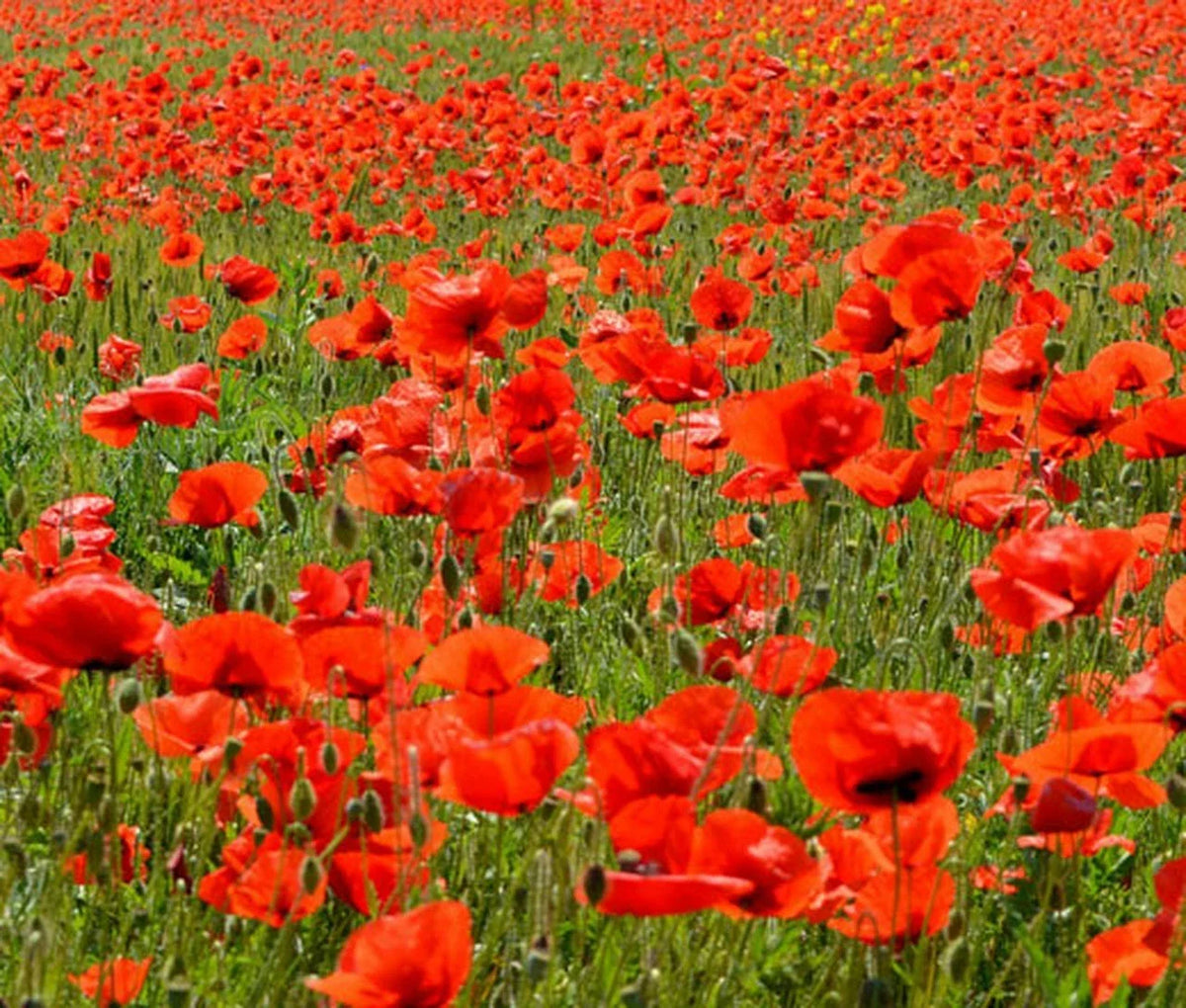 Poppy Seeds 2340 Count American Legion Red Papaver rhoeas Flower Seeds for Gardens, Borders, and Containers