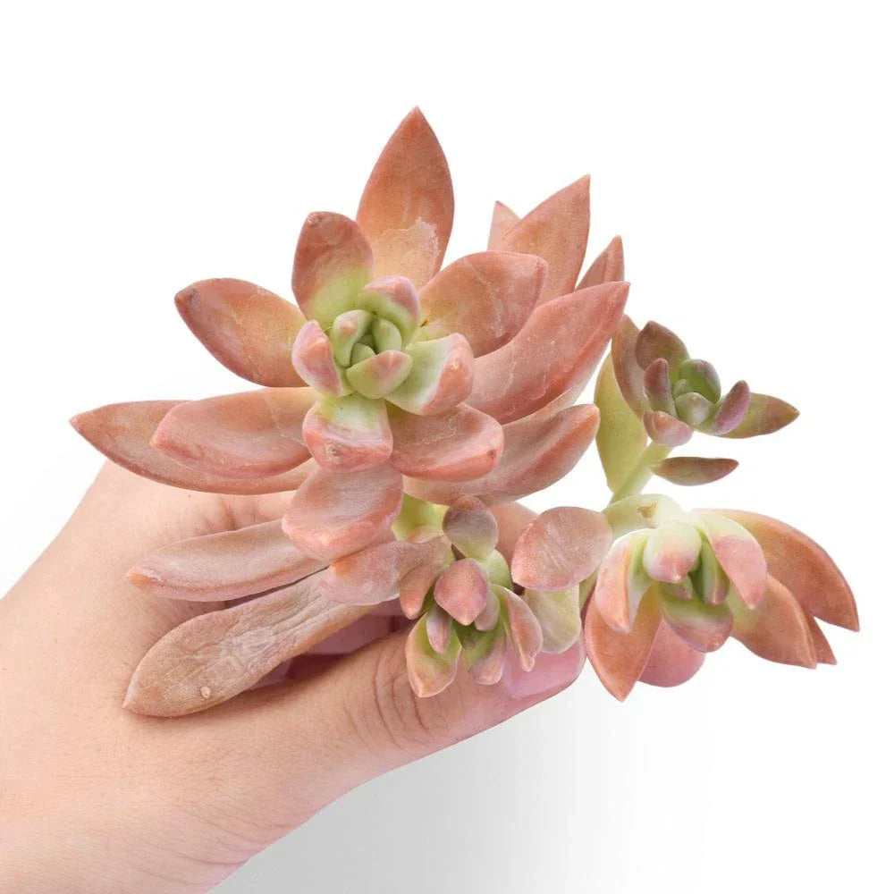Fresh Sedum Adolfii Succulent Cuttings – 5 Pack, Drought-Resistant, Easy Care, for Crafts, Arrangements, Plant Favors, Sedum adolphii