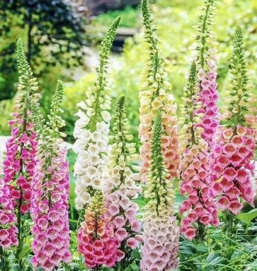 Digitalis Foxglove Mixed Seeds 2000+ Count | Perennial Flower Seeds for Garden | Digitalis purpurea