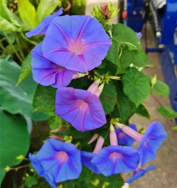 Heavenly Blue Morning Glory Seeds – Climbing Vine, Star-Shaped Blue Flowers, Ipomoea tricolor, 50+ Seeds for Garden, Fence, Trellis