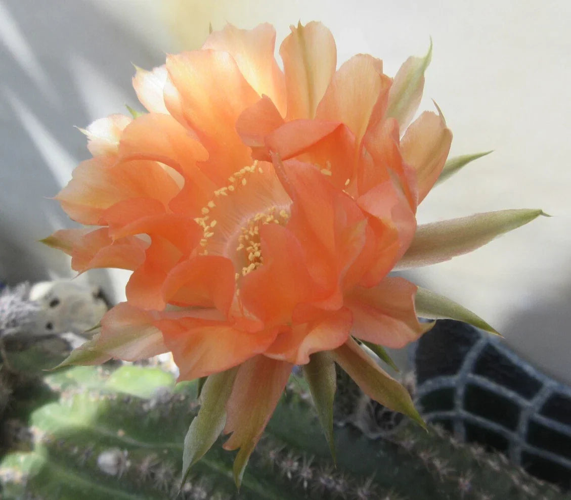 Echinopsis 'Orange Paramount' Cactus Plant – 1 Pup, Vibrant Orange Flowers, Succulent Indoor Outdoor, Easy Care Cactus