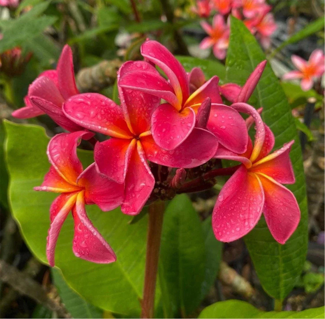 Rooted Plumeria Cutting - Fruit Punch Variety - 15 Inches - Plumeria rubra Tropical Plant for Garden & Indoor Use