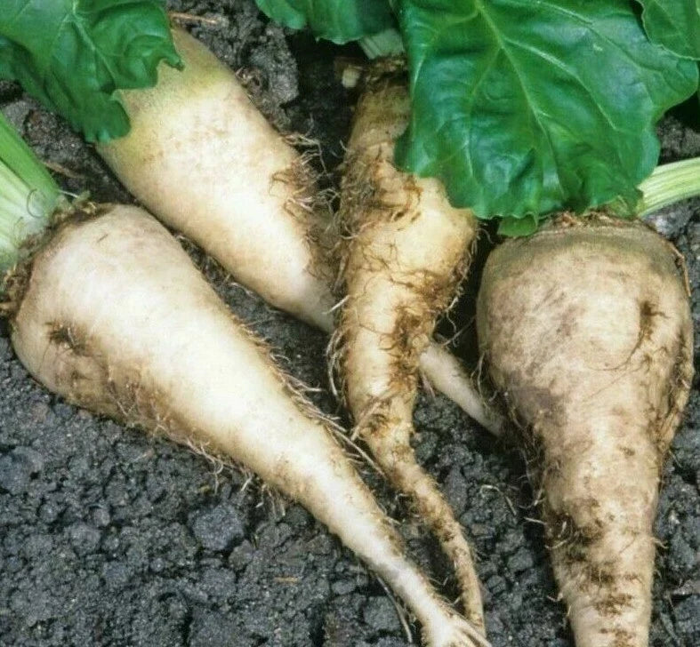 Sugar Beet Seeds - 100+ Pack, Beta vulgaris, Edible Roots, Survival Garden, Nutritious Vegetables, Full Sun Planting