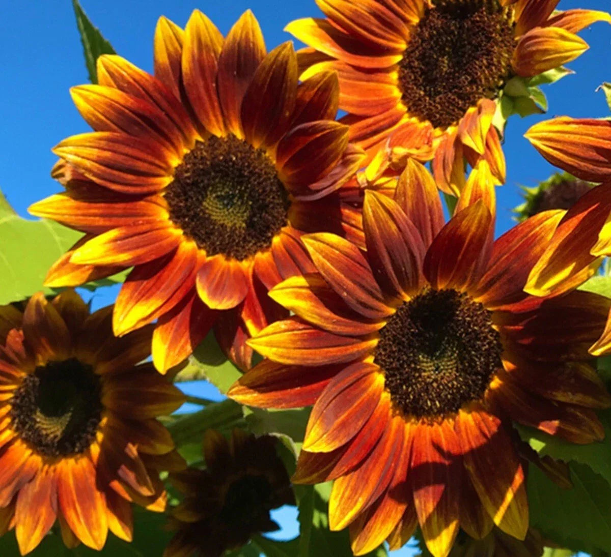 Heirloom Sunflower Seeds - Non-GMO Open-Pollinator - Earthwalker Variety - Helianthus annuus - Tall Bright Yellow Blooms