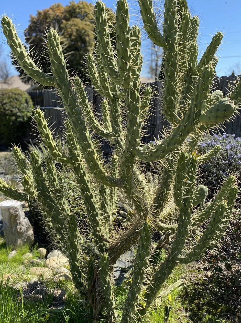 4 Inch Opuntia Subulata Eve’s Needle Cactus Cutting - Drought-Tolerant Succulent for Indoor & Outdoor Decor