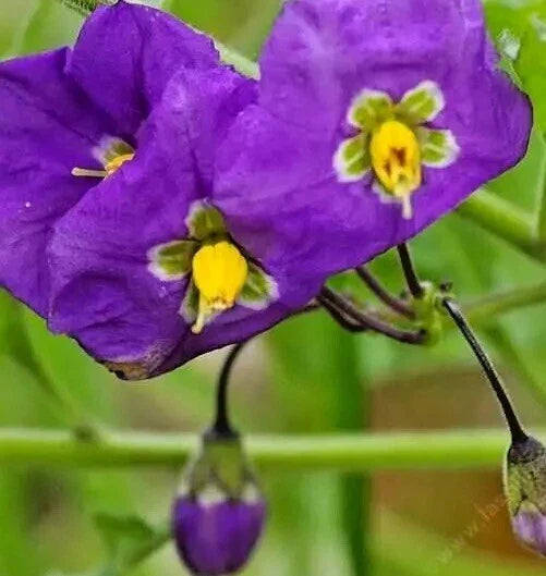Thunbergia Erecta 'King's Mantle' Purple Live Plant Cuttings – 7 Unrooted 6" Climbing Flowering Plants