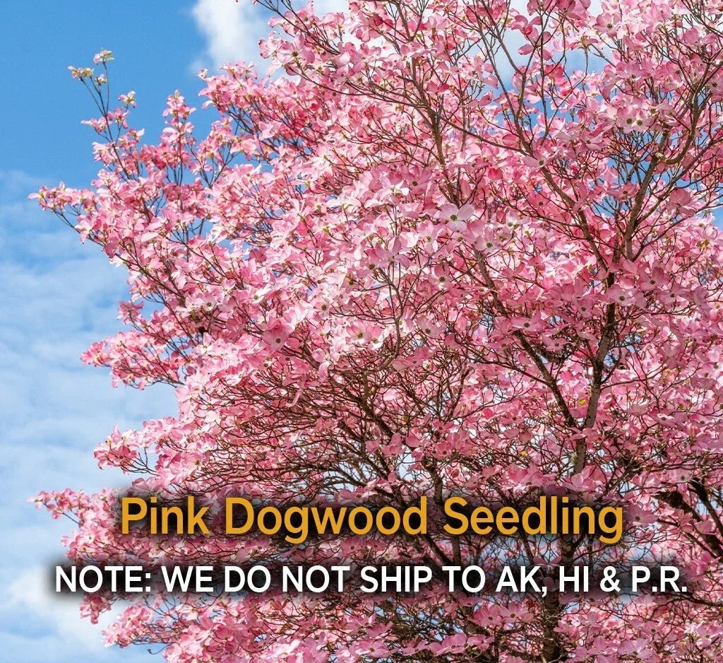 Pink Dogwood Tree in 2.5" Pot, Hardy Flowering Tree, Cornus florida, Spring Blooms, Garden Tree, Ornamental Tree