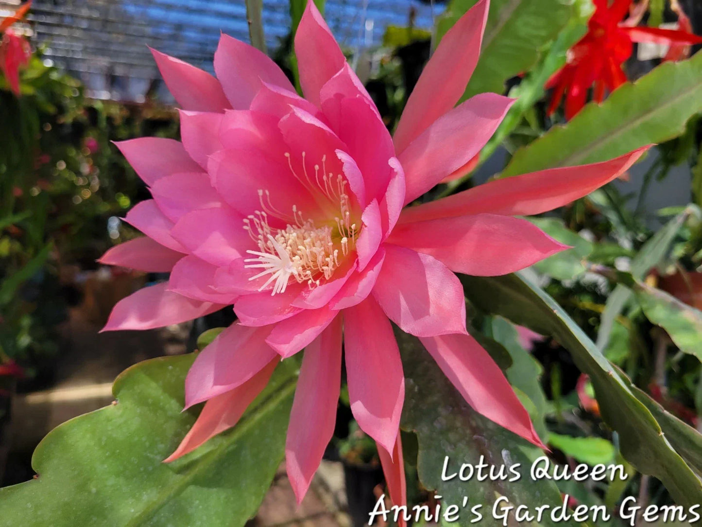 Epiphyllum Lotus Queen Cuttings - Unrooted 8-10 Inch Exotic Cactus Plant, Epiphyllum hybrid, Trailing, Summer Blooms