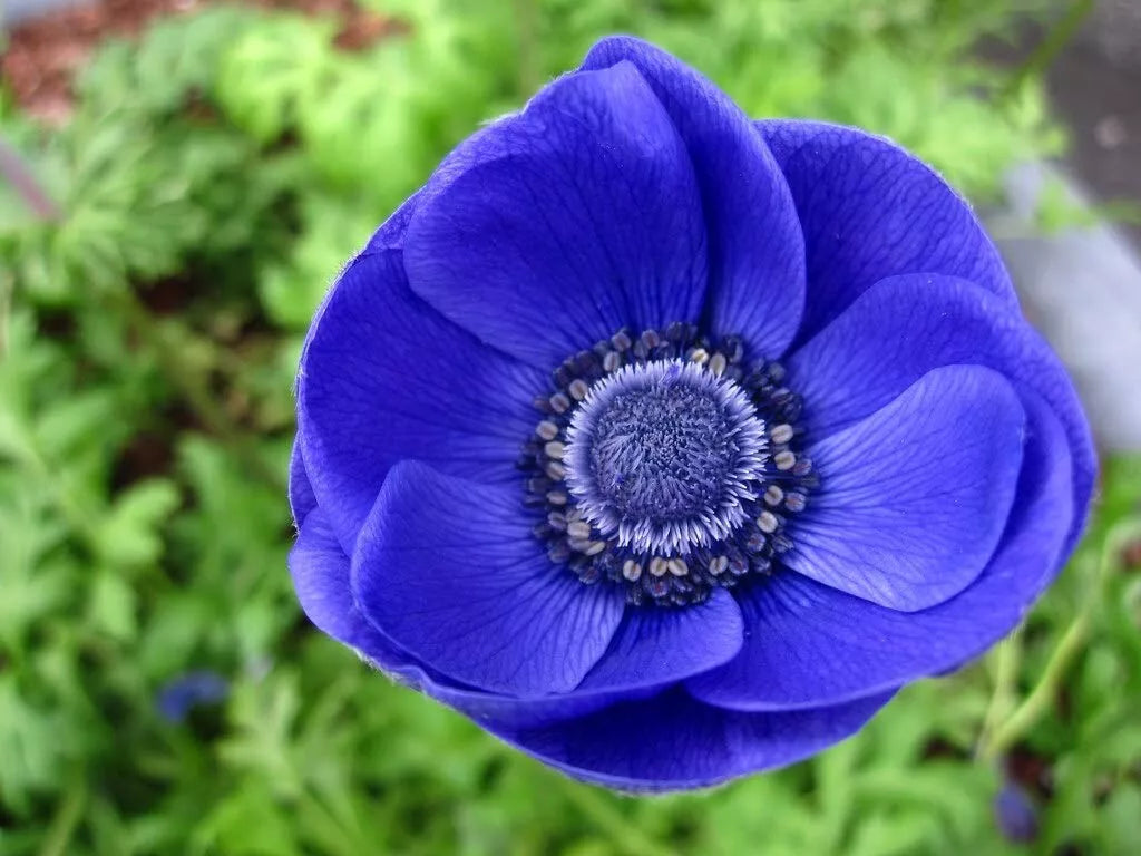 Anemone de Caen Blue Poppy Seeds - 40 Count, Vibrant Blue Flowers, Anemone coronaria, Easy to Grow Garden Seeds