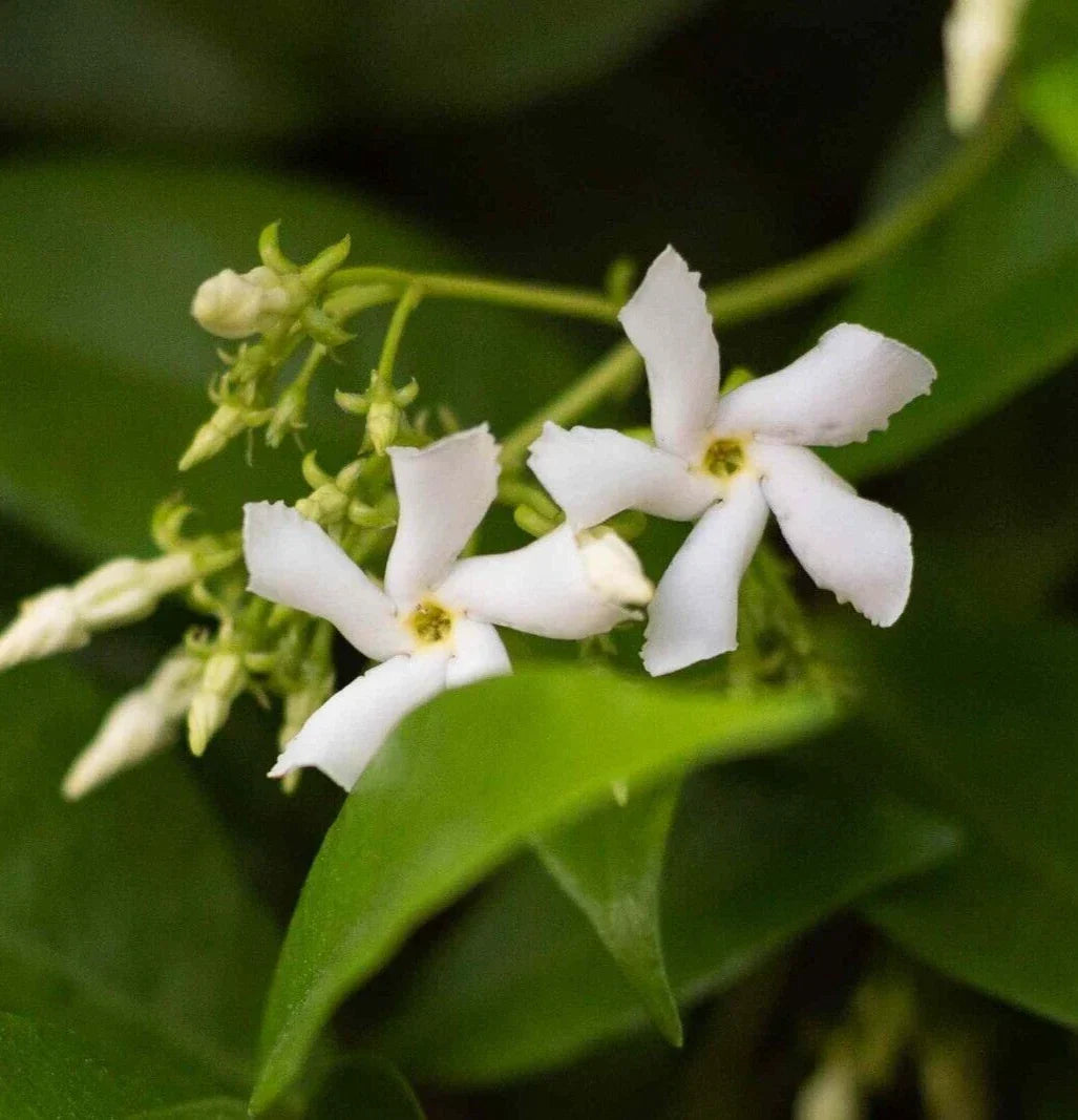 Star Jasmine Live Plant Cuttings – 7 Rooted 6" Trachelospermum jasminoides Climbing Vine for Garden or Indoor Decor