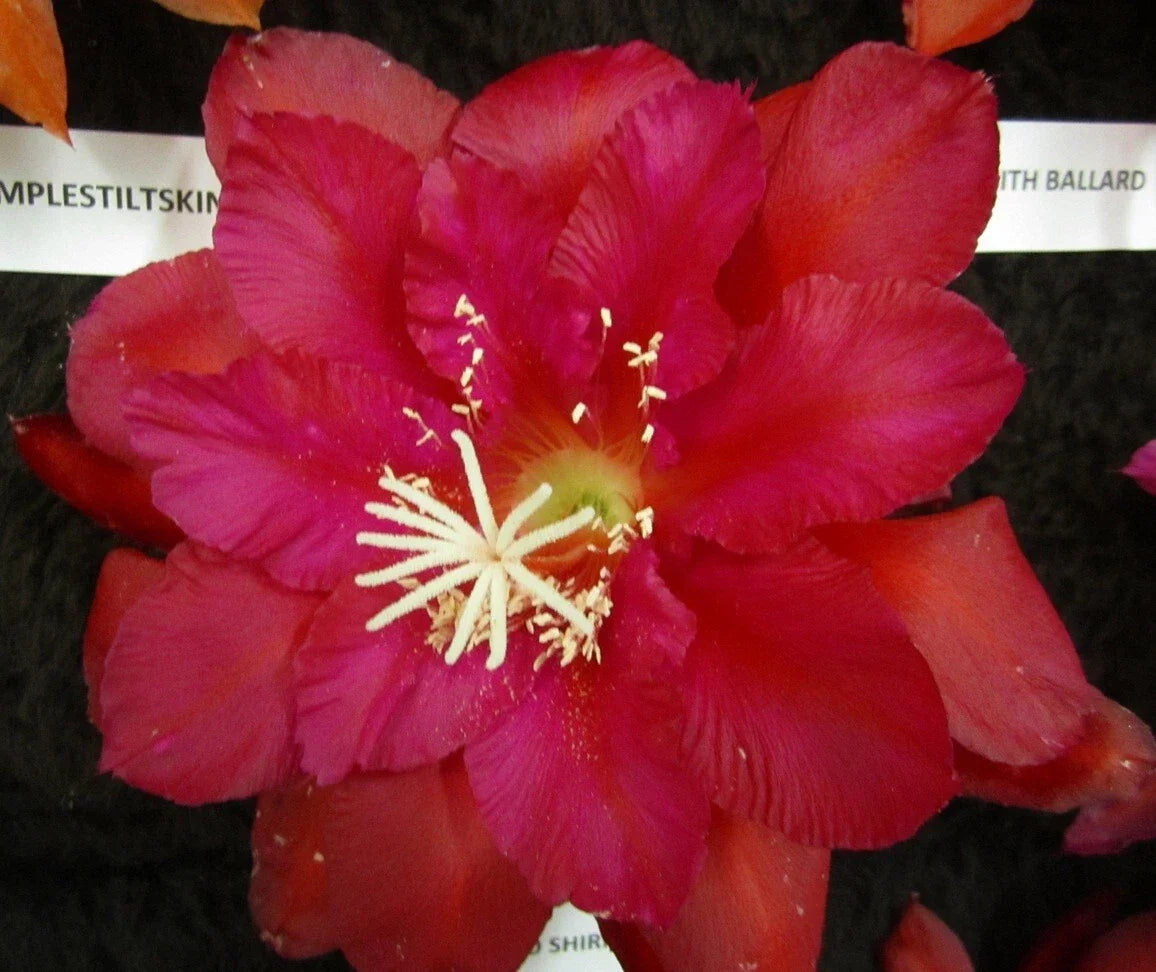 Epiphyllum Orchid Cactus Cutting - Yoshiko Shiraiwa Variety - Easy Propagation for Indoor & Outdoor Gardens