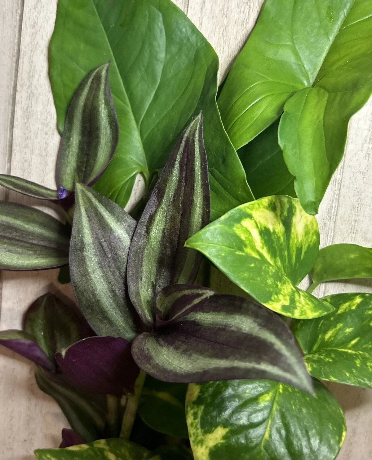 15 Rooted Houseplant Cuttings – Wandering Jew, Arrowhead Vine, Pothos – Indoor Gardening, Easy Care, Trailing, Syngonium, Epipremnum