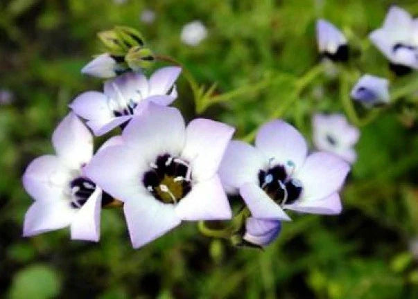 Bird's Eyes Seeds - Gilia Tricolor - 100 Fresh Seeds - Annual Wildflower