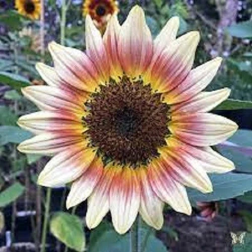 Gypsy Charmer Sunflower Seeds - Perennial Yellow Flowers - Helianthus annuus - 25 Pack