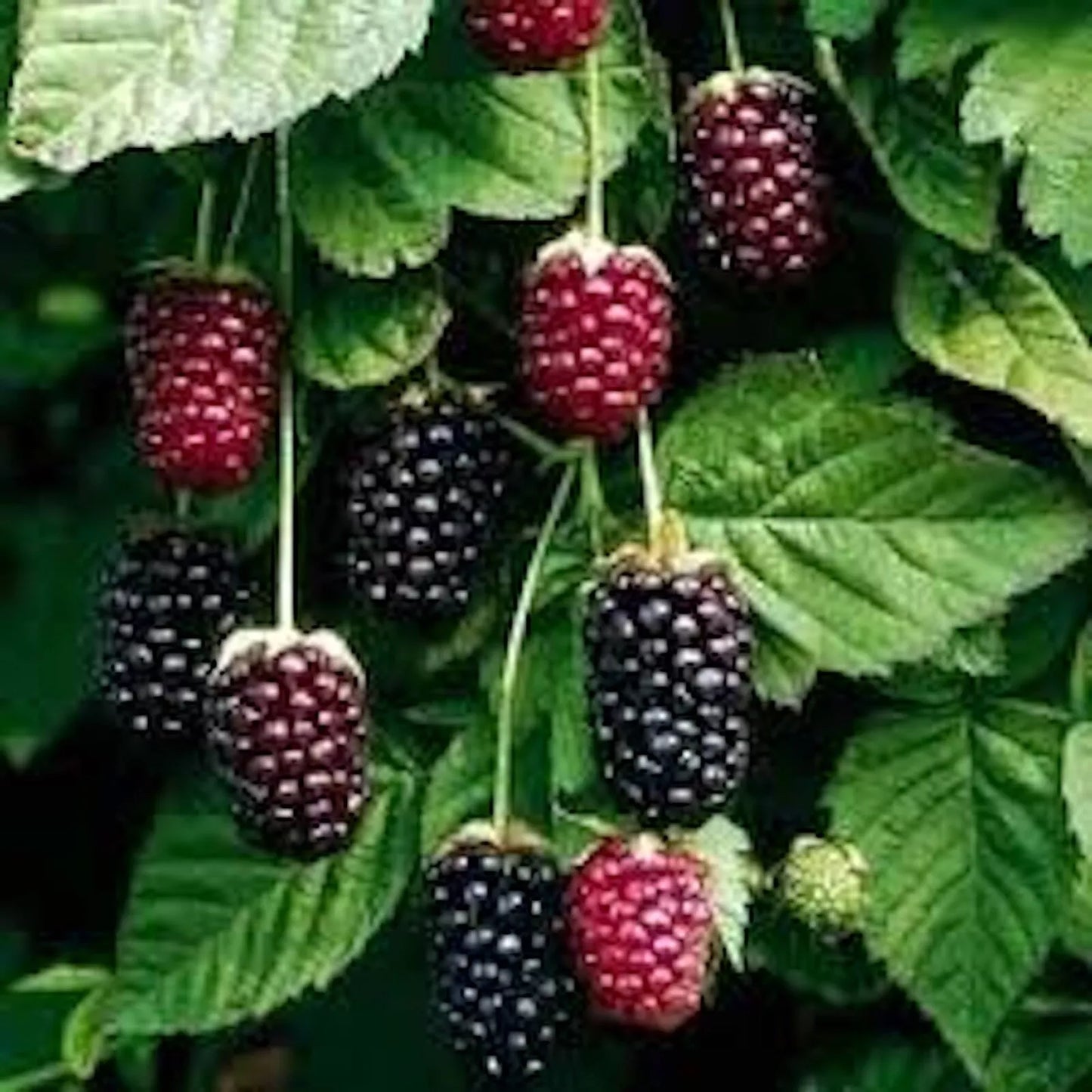 10 Thornless Boysenberry Plant Starter - Rubus ursinus × Rubus idaeus Hybrid Berry Shrub