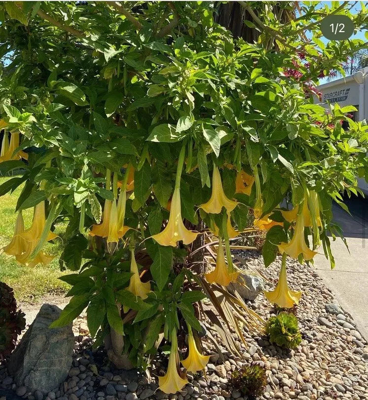 Brugmansia Angel Trumpet Cutting 4 Inch Unrooted Tropical Plant, Fragrant Flowers, Easy to Grow, Brugmansia spp.