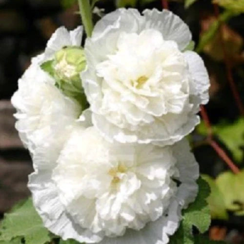 Double White Hollyhock Seeds – 25 Perennial Flower Seeds for Borders, Cottage Gardens, Alcea rosea, White Blooms