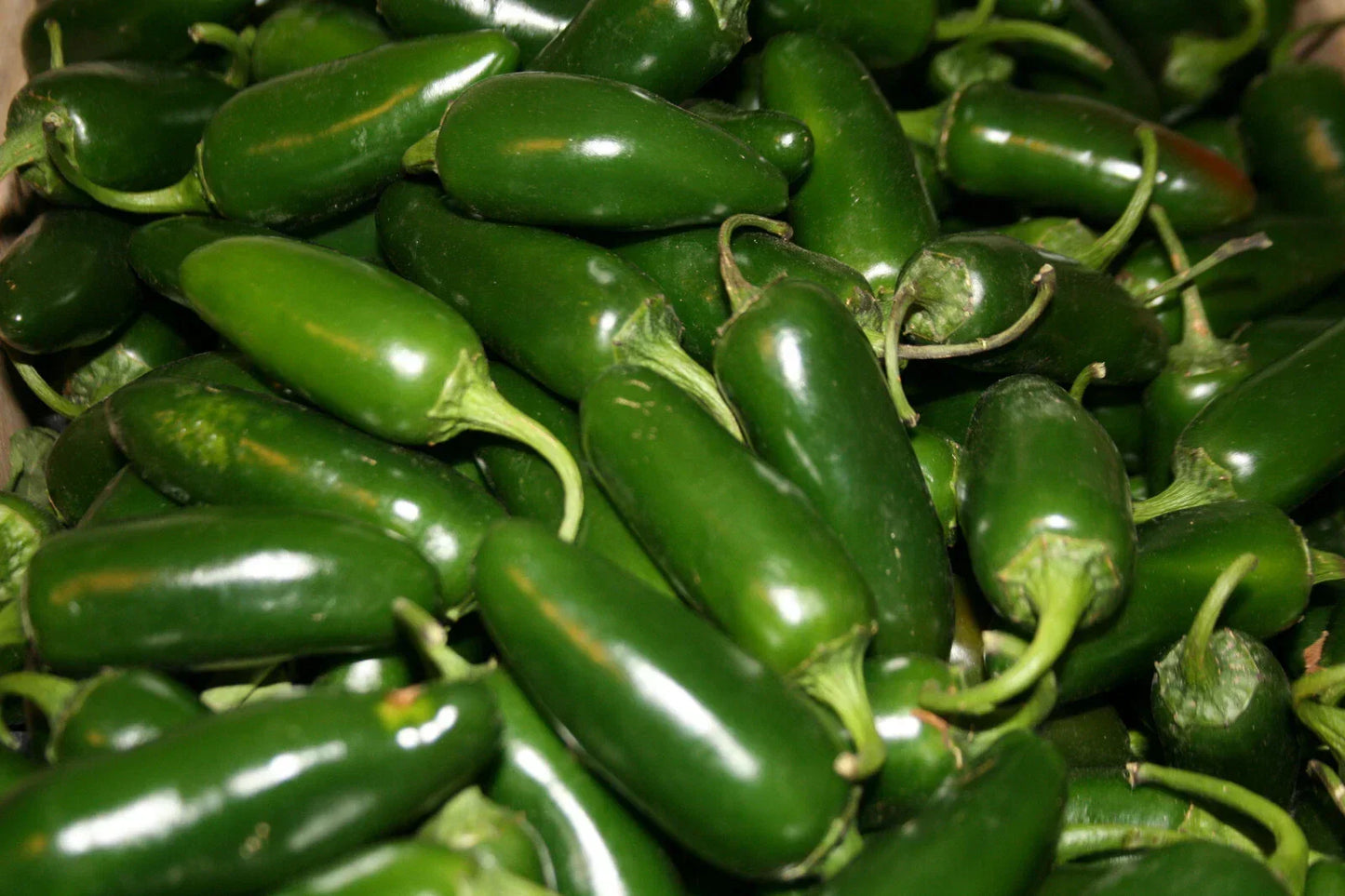 Hot Early Jalapeno Pepper Seeds Set of 50 - Non-GMO Heirloom Capsicum annuum