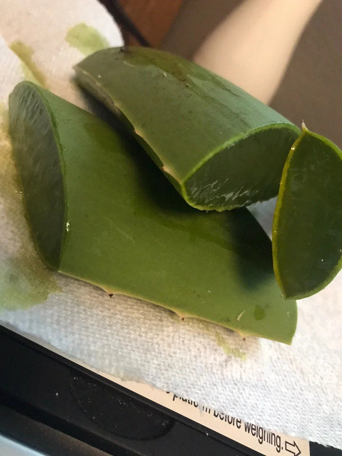 Organic Aloe Vera Fresh Leaves 1/2 Pound | All-Natural Aloe Barbadensis Miller for Skincare & Remedies