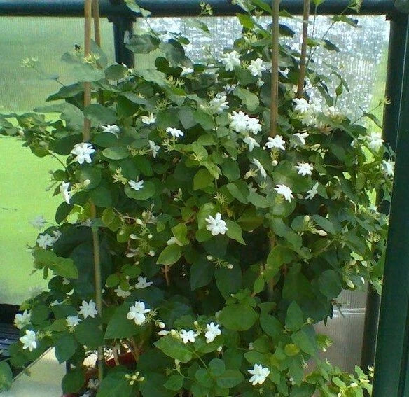 Maid of Orleans Jasmine Starter Plant - Fragrant Jasminum sambac Indoor/Outdoor Rooted Plant
