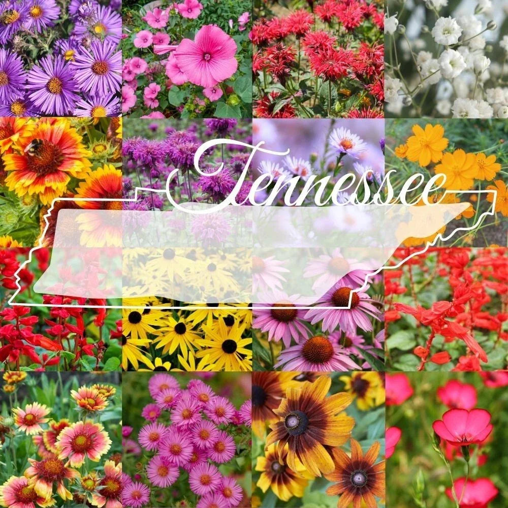 Tennessee Wildflower Seed Mix 1lb Bulk - Native Wildflowers for Garden & Landscaping, Covers 2000 sq ft