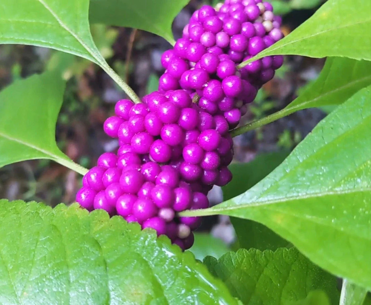 American Beautyberry Live Rooted Cutting in Pint Pot, Callicarpa americana, Vibrant Purple Berries, Garden Shrub