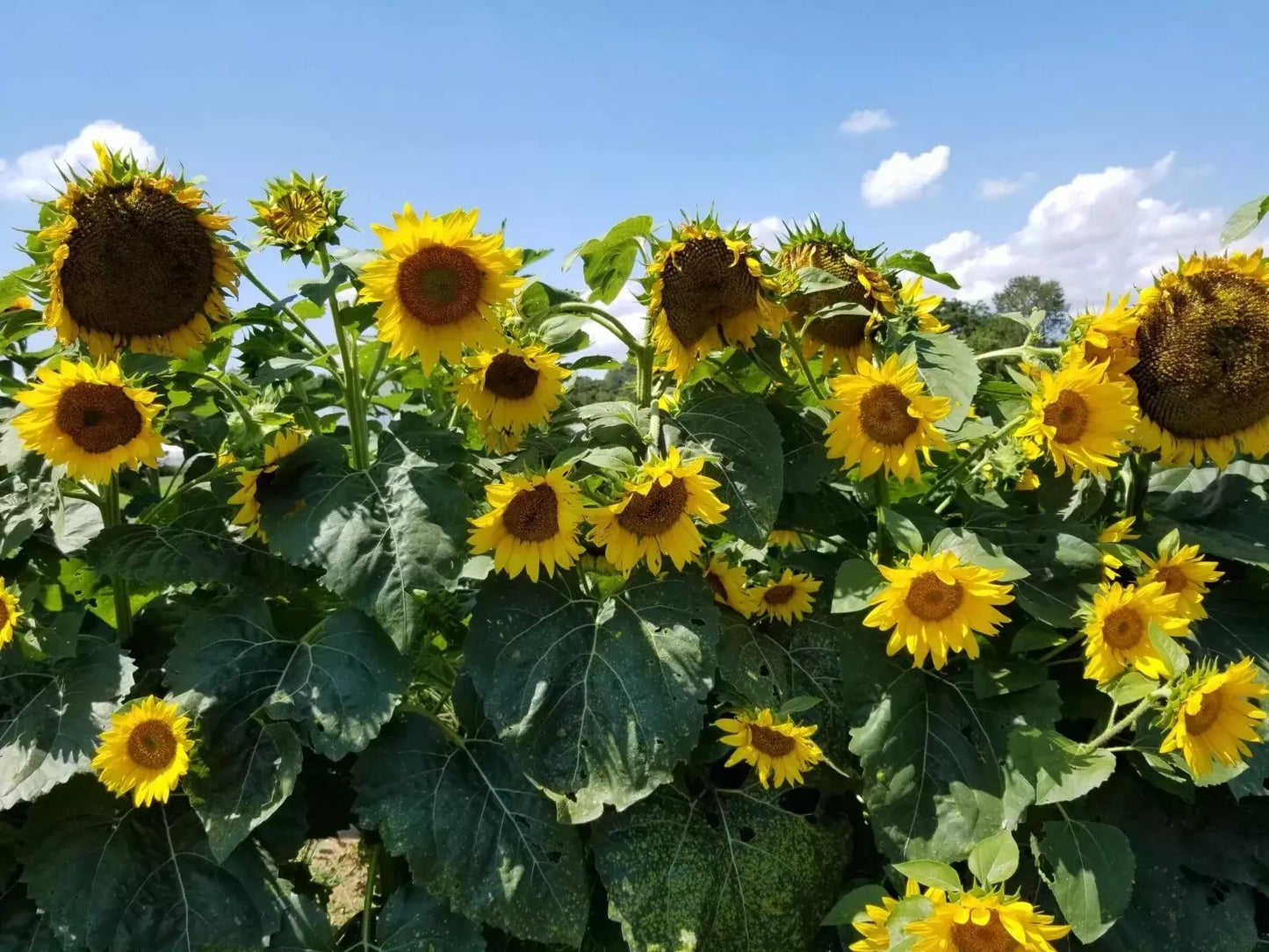 Black Oil Sunflower Seeds Pack – Heirloom Non-GMO Helianthus annuus for Gardening, Attracting Pollinators, Culinary Use