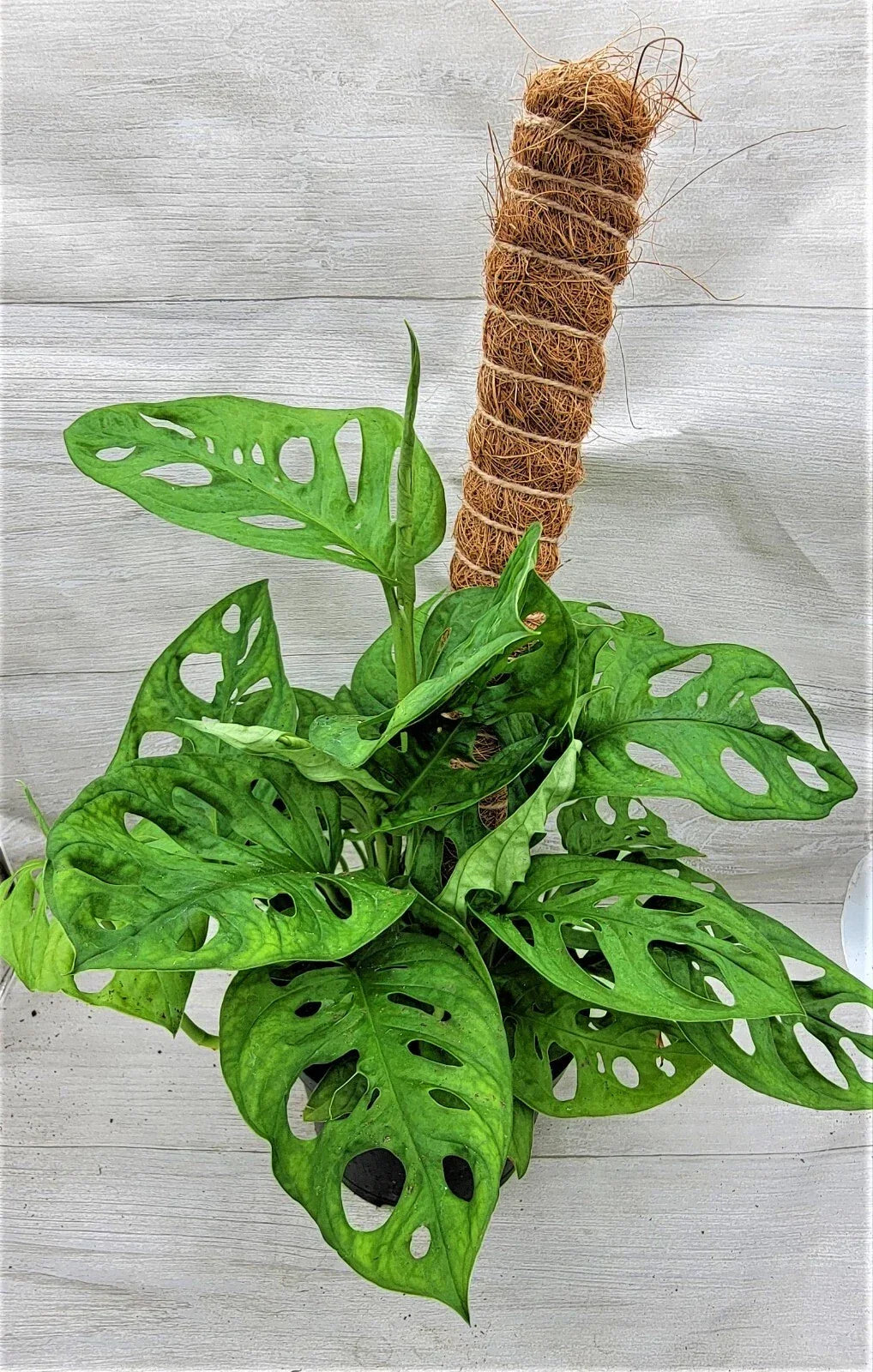 Monstera adansonii Live Indoor Houseplant, 3" & 4" Rare Swiss Cheese Plant, Unique Fenestrated Leaves