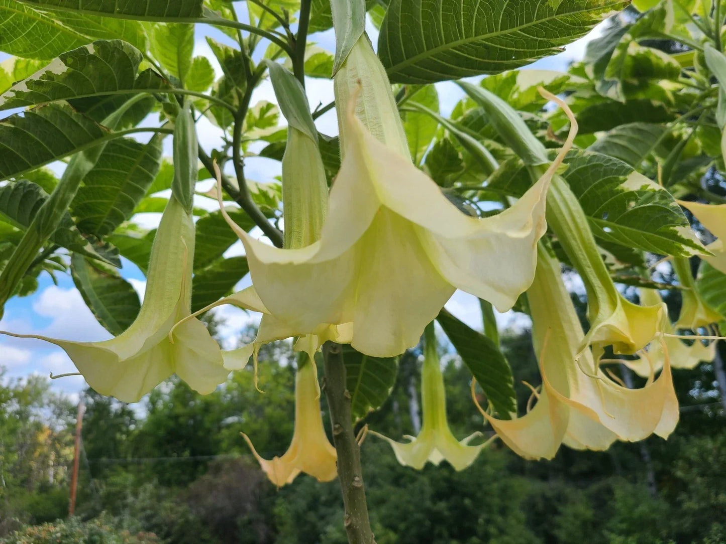 Variegated Brugmansia Cuttings | Angel's Trumpet Unrooted | Exotic Variegated Foliage & Fragrant Trumpet Flowers | Brugmansia spp.