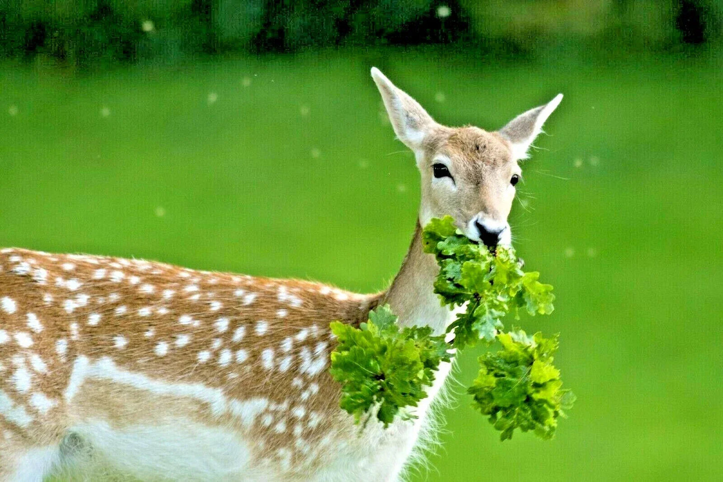 Deer Proof Native Wildflower Seed Mix 1 OZ+ - 15 Flowering Annuals & Perennials for Pollinator Gardens
