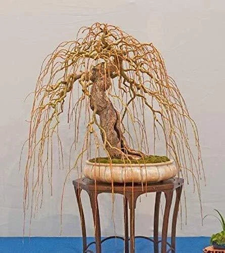 Golden Curls Willow Tree Cutting - Salix matsudana 'Golden Curls' Live Plant for Bonsai