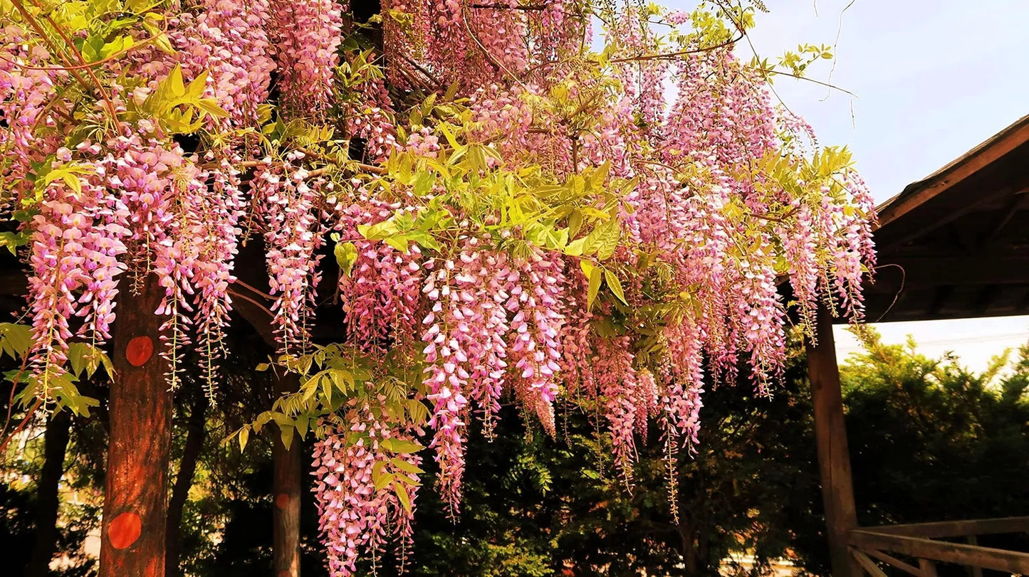Rare Pink Wisteria Bonsai Tree Seeds - Japanese Wisteria floribunda, 5 Seeds