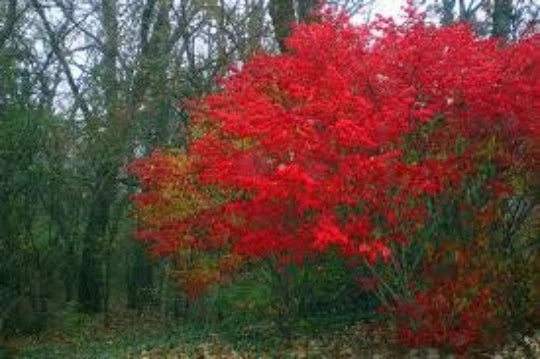 Burning Bush Shrub Seeds 20 Pack, Euonymus alatus, Vibrant Red Foliage, Deciduous Garden Plant